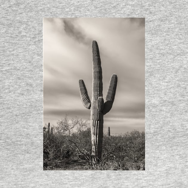 Saguaro by jvnimages